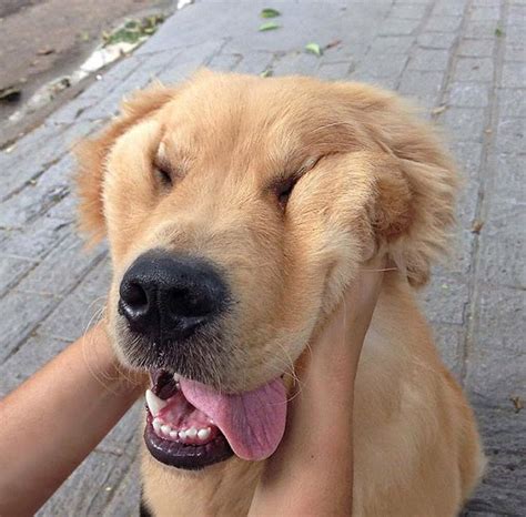 Squishy Dog Cheeks That Are Impossible To Resist Squishing | LaptrinhX ...