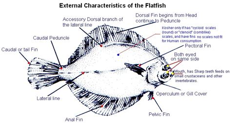 Index of /Fish-graphic/