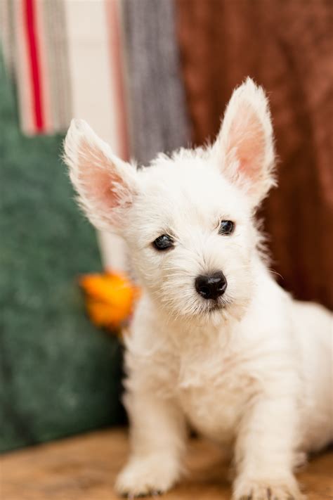 37 Top Photos Westie Puppies For Sale In Pa / Cute Westie puppies for ...