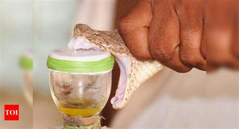 Smugglers make a killing from snake venom trade | Chennai News - Times ...