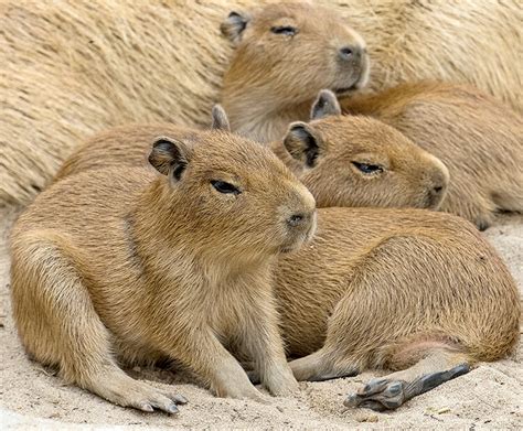 Capybara | San Diego Zoo Kids