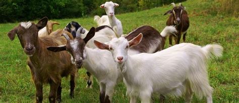 Goatscaping - The Permaculture Research Institute