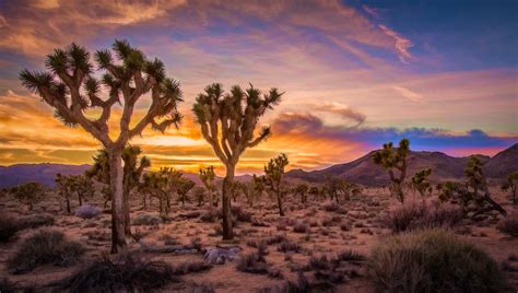 Photos for free Sunset, Joshua Tree National Park, California - to the ...