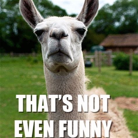 The Funniest Llama Memes: Llama Del Rey, Kendrick Llama, and More | Vogue