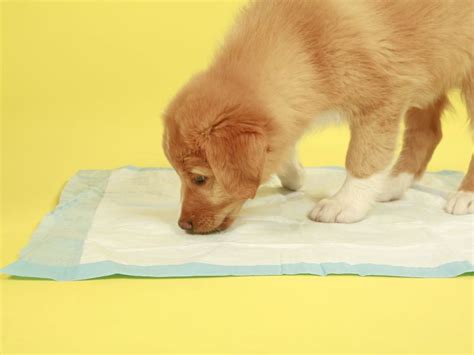 The Ins and Outs of Potty Pad Training - AKC: Health - CairnTalk