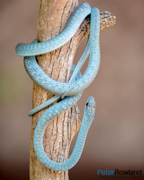 Green Tree Snake - Peter Rowland Photographer & Writer