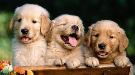 Cute Puppy Wallpaper