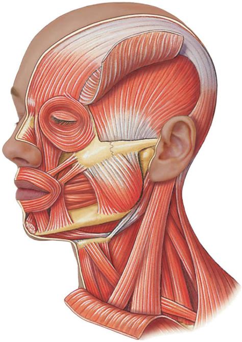 Head, neck, and face muscles Diagram | Quizlet