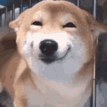 Dog Smile GIF - Dog Smile Happy - Discover & Share GIFs | Gif de perros ...