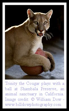 Of Cats: Cougar Facts