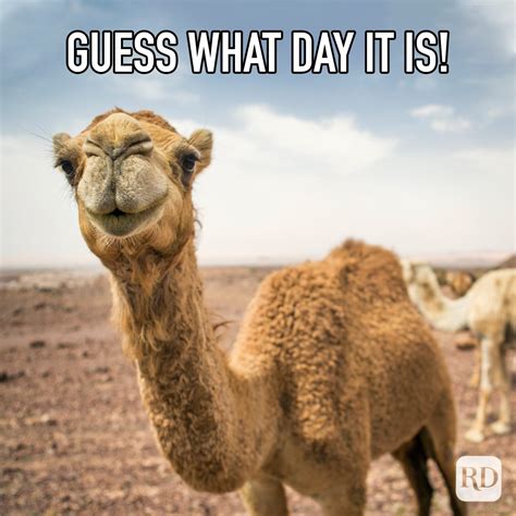 25 Hump Day Memes That Make Wednesdays Bearable | Reader's Digest