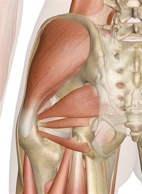 Superficial Muscles of the Hip (Posterior View) | Human body anatomy ...