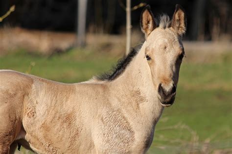 10 Fun Facts About Buckskin Horses – Just for my Horse