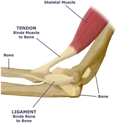 What is the relationship between the skeletal System and the ligaments ...