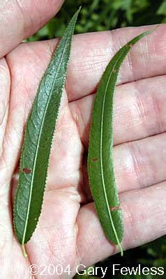 Trees of Wisconsin: Salix nigra, black willow