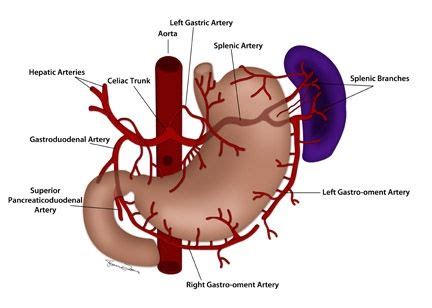 Arteries, Celiac, Anatomy