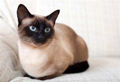 38 HQ Photos Siamese Cat Price : Traditional Siamese Cats For Sale ...