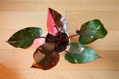 How to Grow and Care for Pink Princess Philodendron