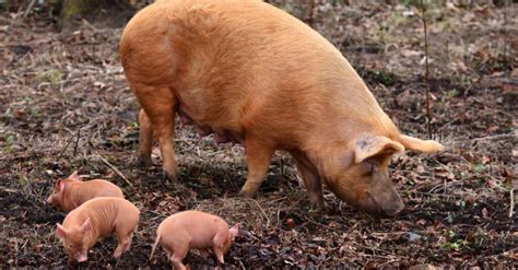 Pig Lifespan: How Long Do Pigs Live? - A-Z Animals