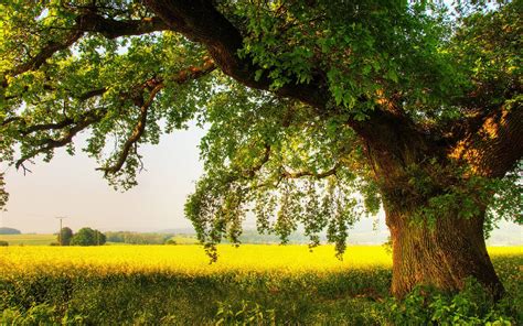 Oak Tree Wallpapers - Top Free Oak Tree Backgrounds - WallpaperAccess