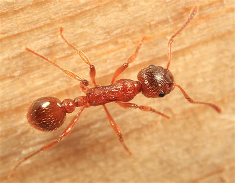 M. rubra? - Myrmica rubra - BugGuide.Net