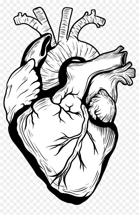 2362 X 2362 9 - Heart Drawing Real Png - Free Transparent PNG Clipart ...