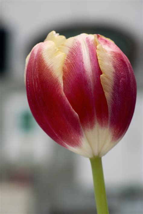 Tulip Flower Images Free Download / Tulip Free Download Hd Desktop ...