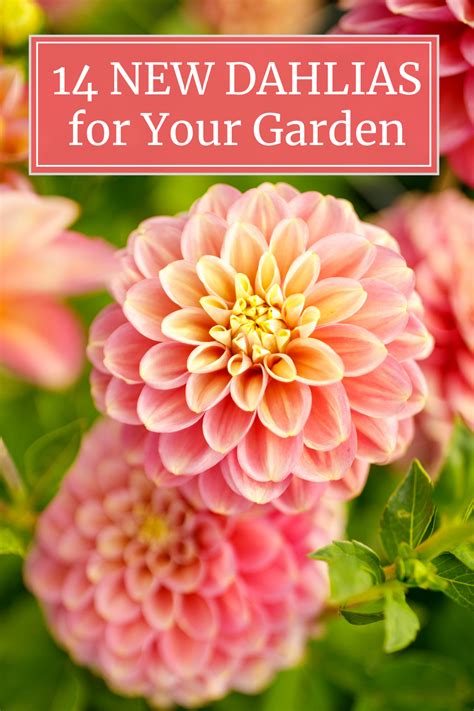 14 New Dahlias for Your Summer Flower Garden - Longfield Gardens ...