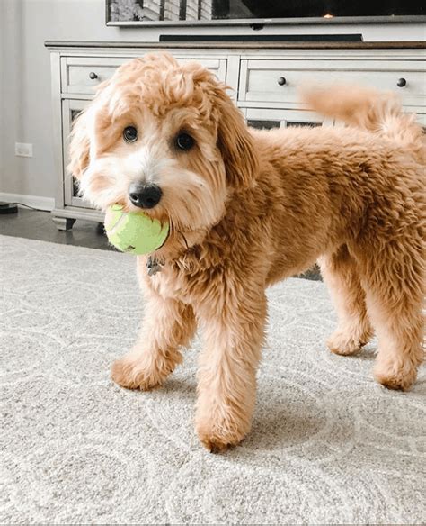 Goldendoodle Dog