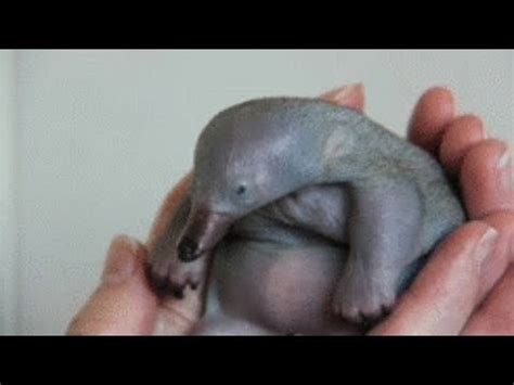 STRANGEST and Cutest Baby Animals - YouTube