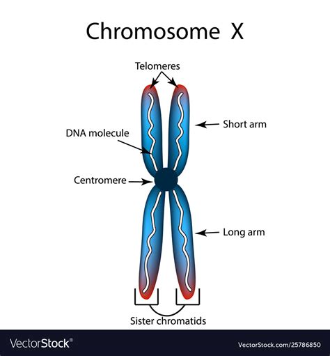 Labeled Chromosome Structure Diagram - img-probe