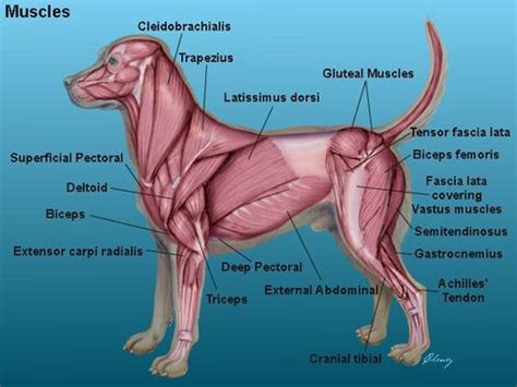 Canine muscles | Dog anatomy, Vet medicine, Animal medicine