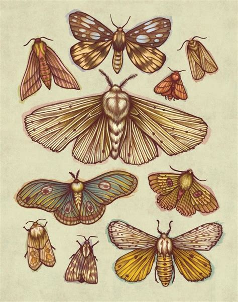 Moths, an art print by Kate O'Hara | Moth art print, Moth art, Insect art