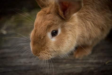 Rabbit Preventive Care - Comfort Family Dental