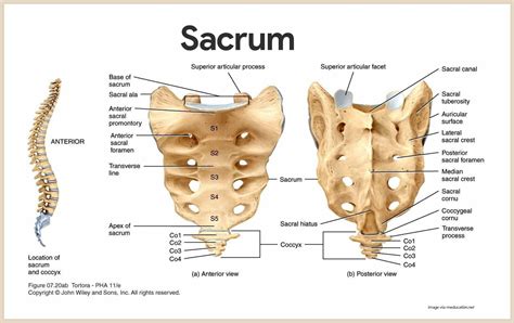 Sacrum-Skeletal System Anatomy and Physiology for Nurses nurseslabs.com ...