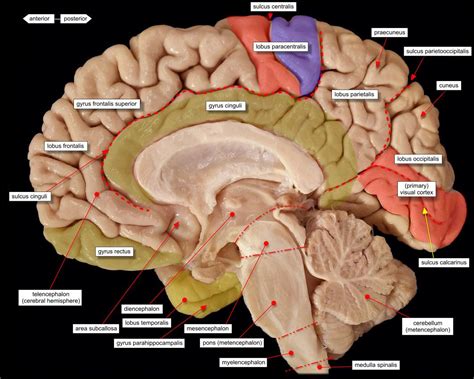 brain midsagittal view labels | Neurowetenschappen, Anatomie, Craniale ...