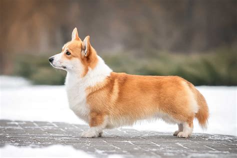 Do Corgis Have Tails At Birth? 3 Reasons For Tail Docking