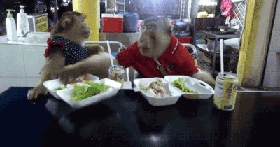 Monkey Restaurant GIF - Find & Share on GIPHY