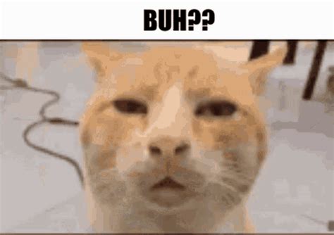 Buh Cat GIF - Buh Cat Confused - Discover & Share GIFs