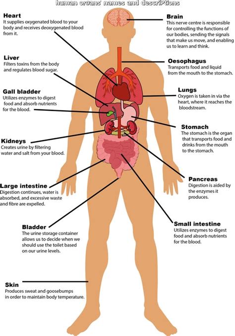 Human Body Parts Labeled