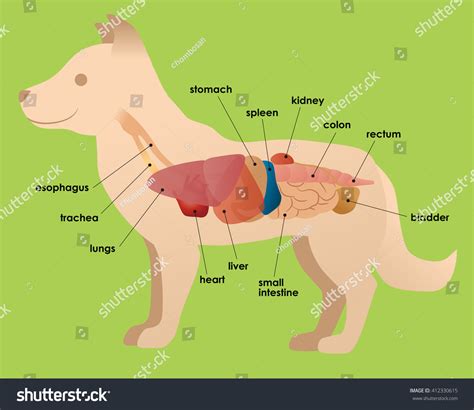 Canine Internal Anatomy Chart Poster Laminated | stickhealthcare.co.uk