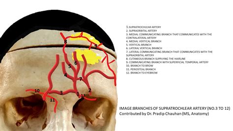 Anatomy, Head and Neck, Supratrochlear Article