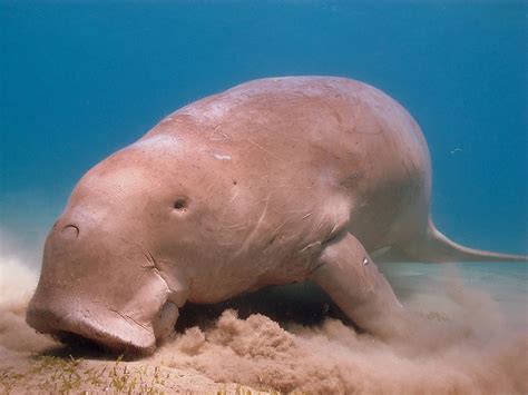 Dugong Facts - Animals of the Ocean - WorldAtlas