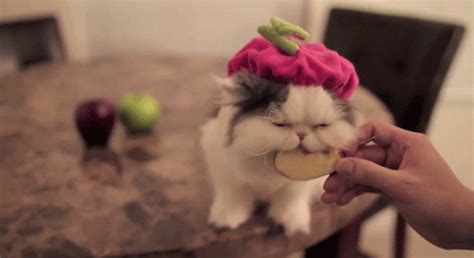 Fatty Cat GIF - Cats Eating Persian - Discover & Share GIFs