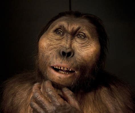 Paranthropus boisei Evolution Science, Human Evolution, Homo ...