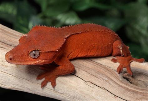 10 Cute Crested Gecko Morphs - ReptileWorldFacts | Crested gecko morphs ...