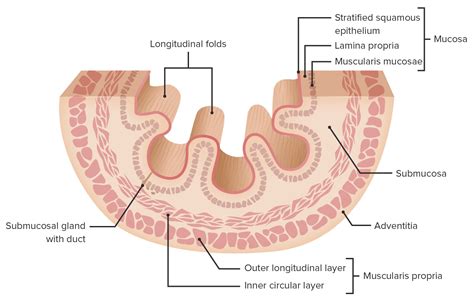 Esophagus: Anatomy | Concise Medical Knowledge