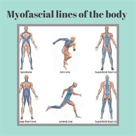 Human Body Anatomy, Muscle Anatomy, Spine Health, Yoga Health, Fascia ...