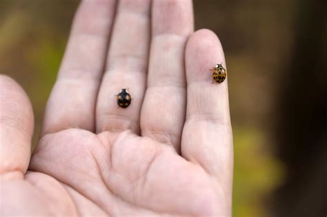 12 Types of Ladybugs in Maryland