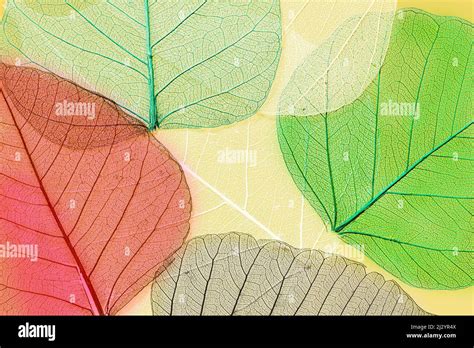 Peepal dry leaves hi-res stock photography and images - Alamy